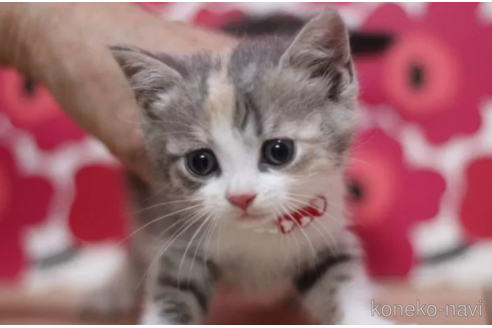 成約済の東京都のマンチカン-101533の4枚目